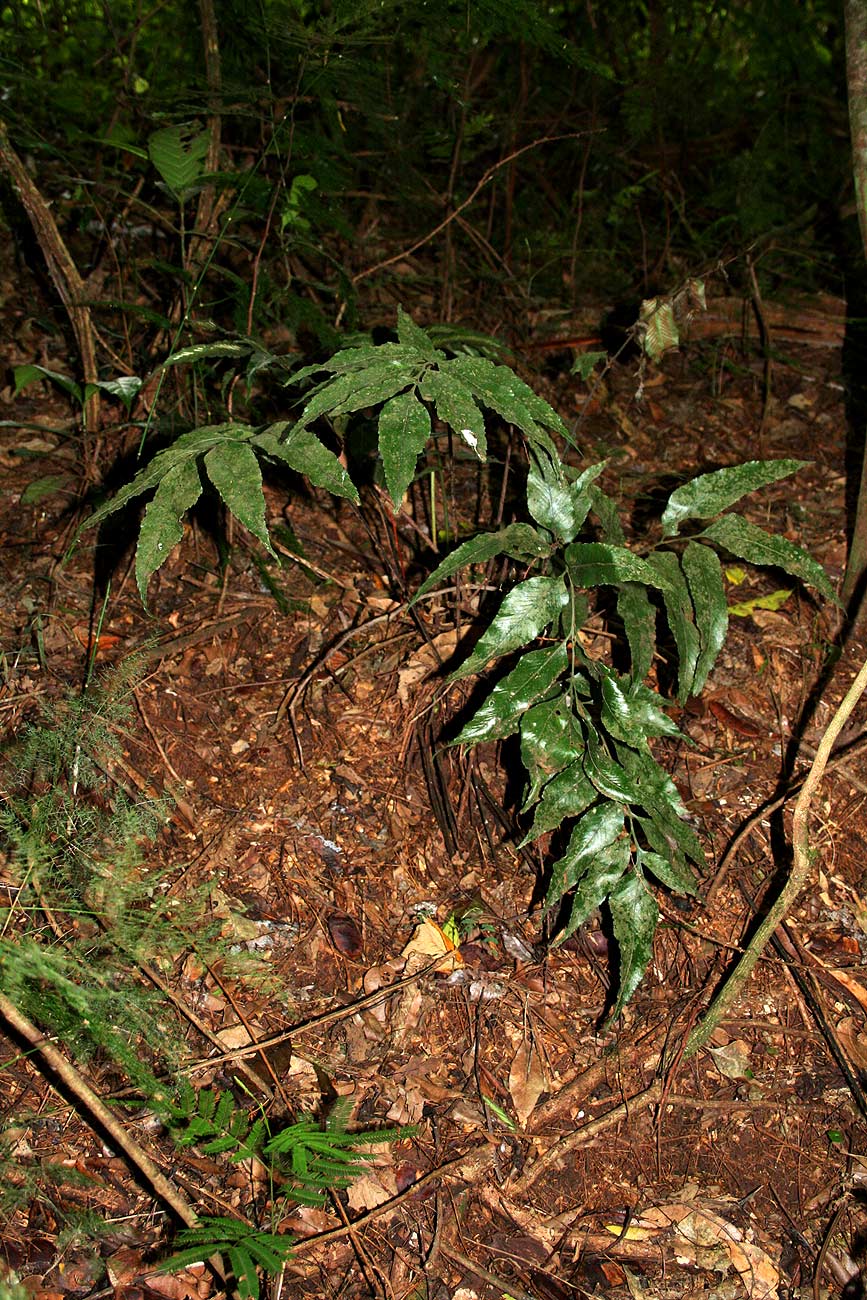 Asplenium ceii