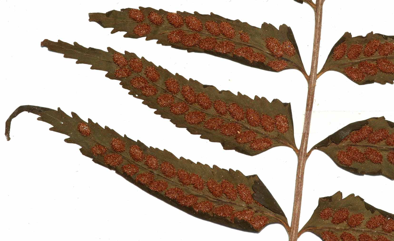 Asplenium boltonii