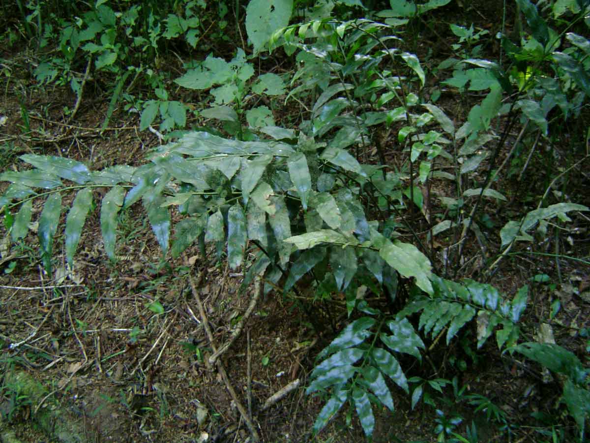 Asplenium gemmiferum