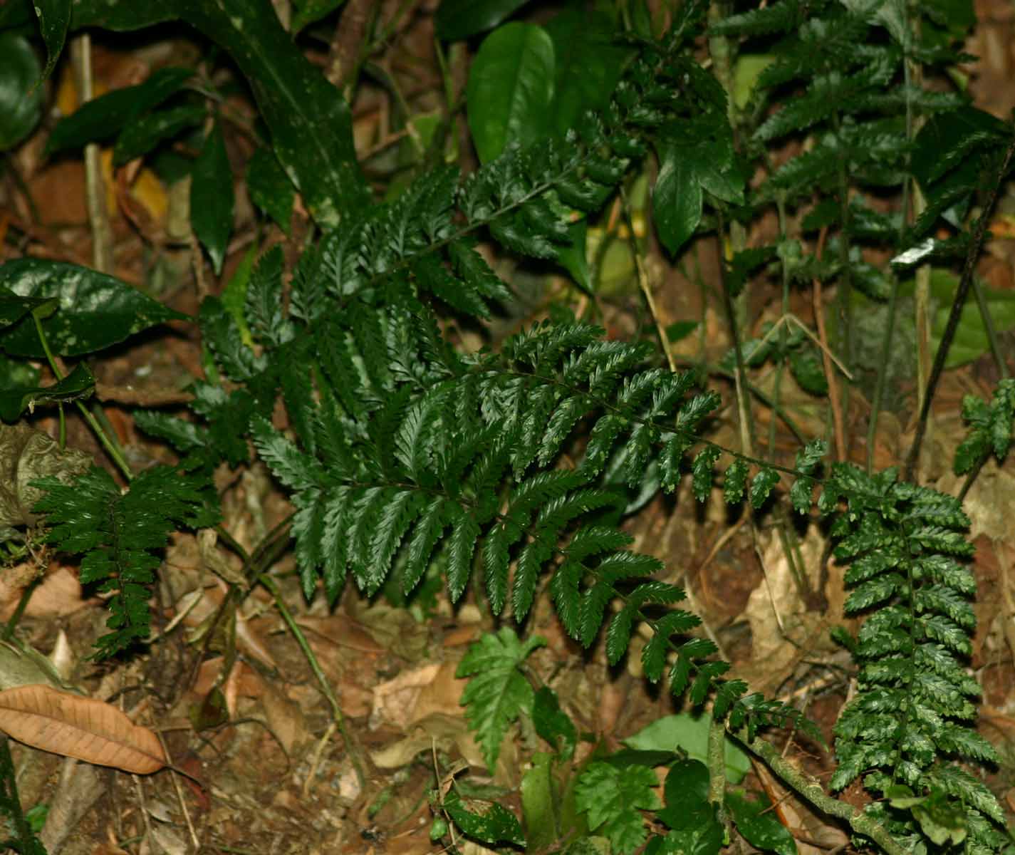 Asplenium preussii