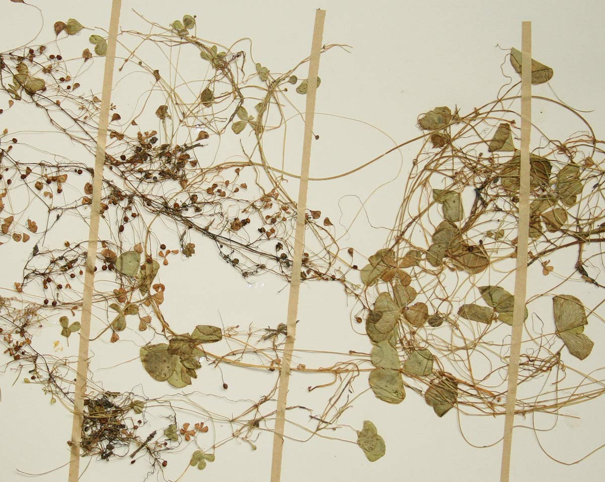 Marsilea coromandelina
