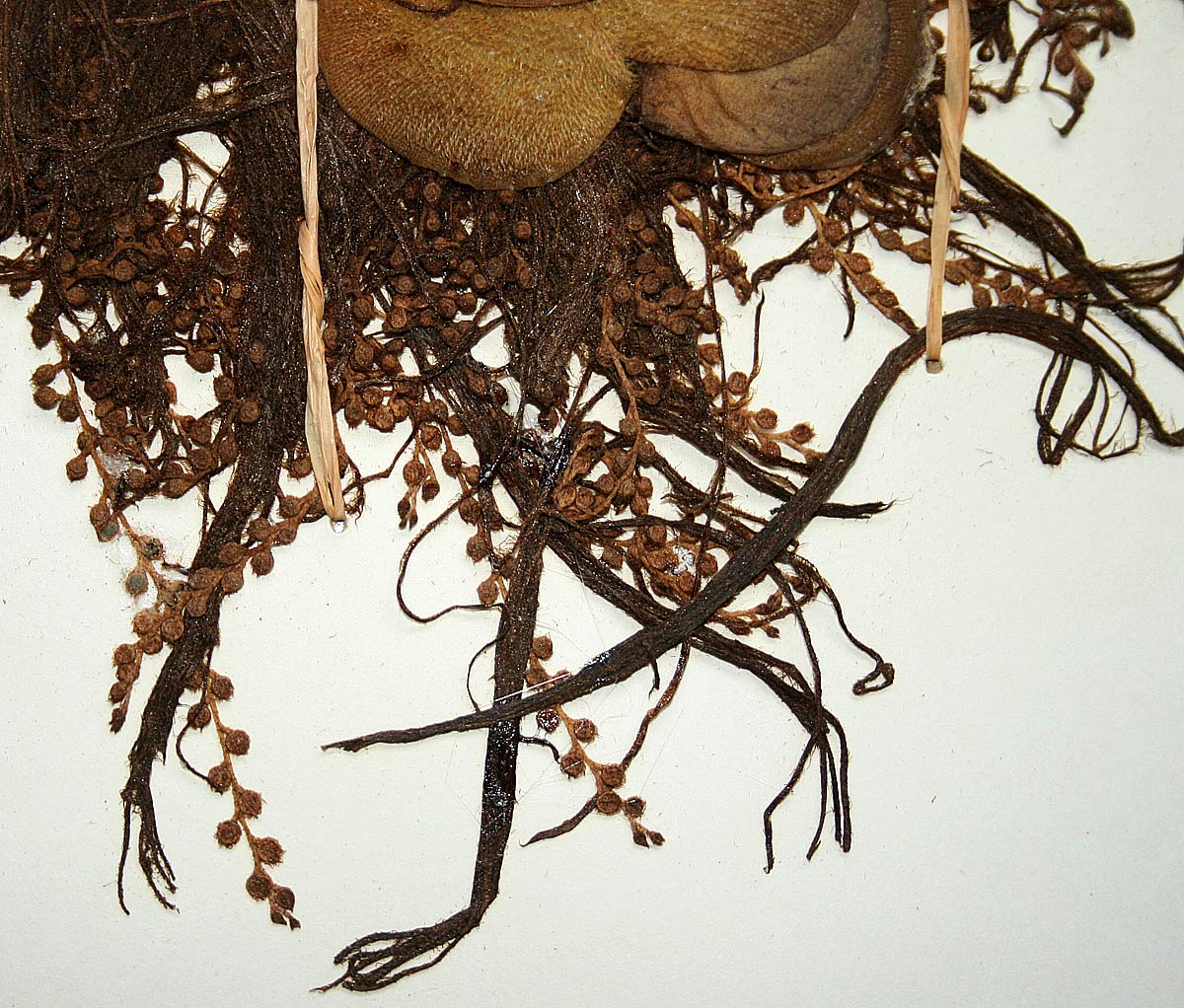 Salvinia molesta