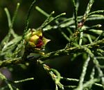 Widdringtonia nodiflora