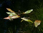 Potamogeton nodosus