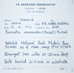 Burnatia enneandra