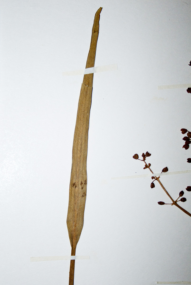 Burnatia enneandra