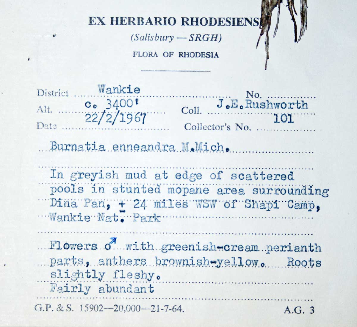 Burnatia enneandra