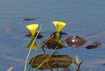 Ottelia ulvifolia