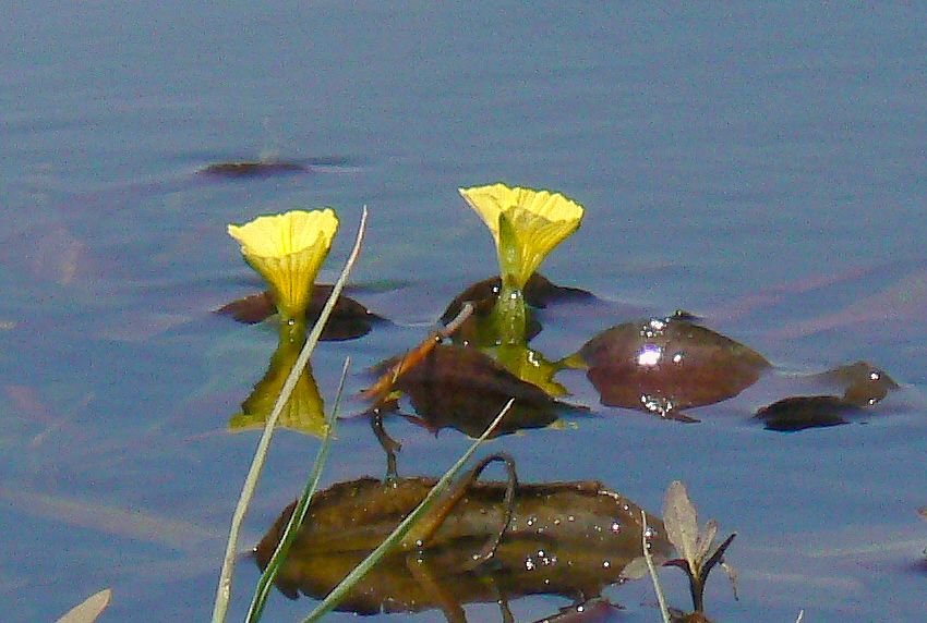 Ottelia ulvifolia