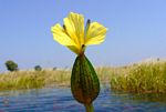 Ottelia ulvifolia