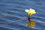 Ottelia ulvifolia