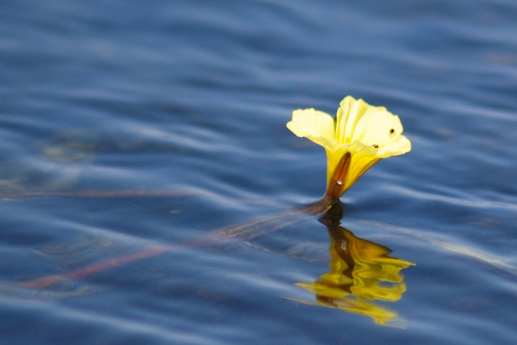 Ottelia ulvifolia