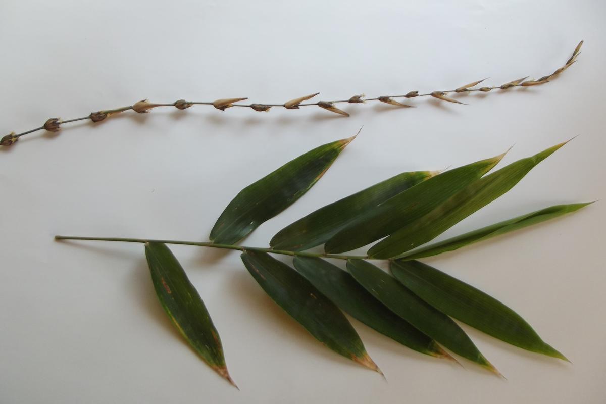 Oreobambos buchwaldii