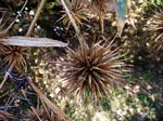 Oxytenanthera abyssinica