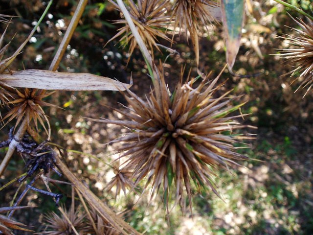 Oxytenanthera abyssinica