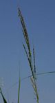 Oryza longistaminata