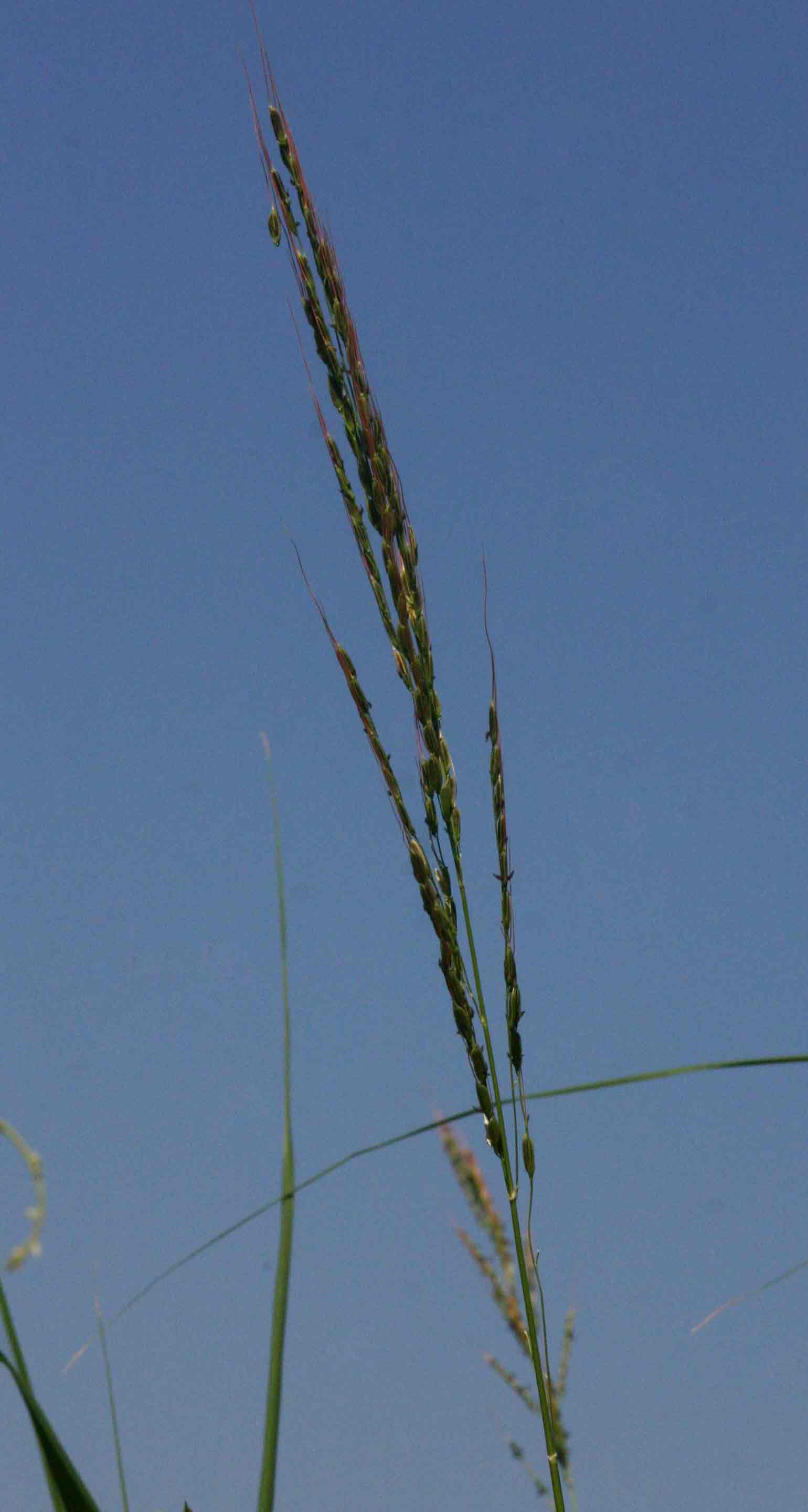 Oryza longistaminata