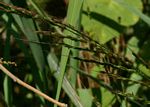 Oryza longistaminata