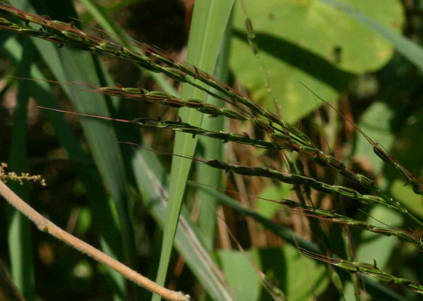 Oryza longistaminata