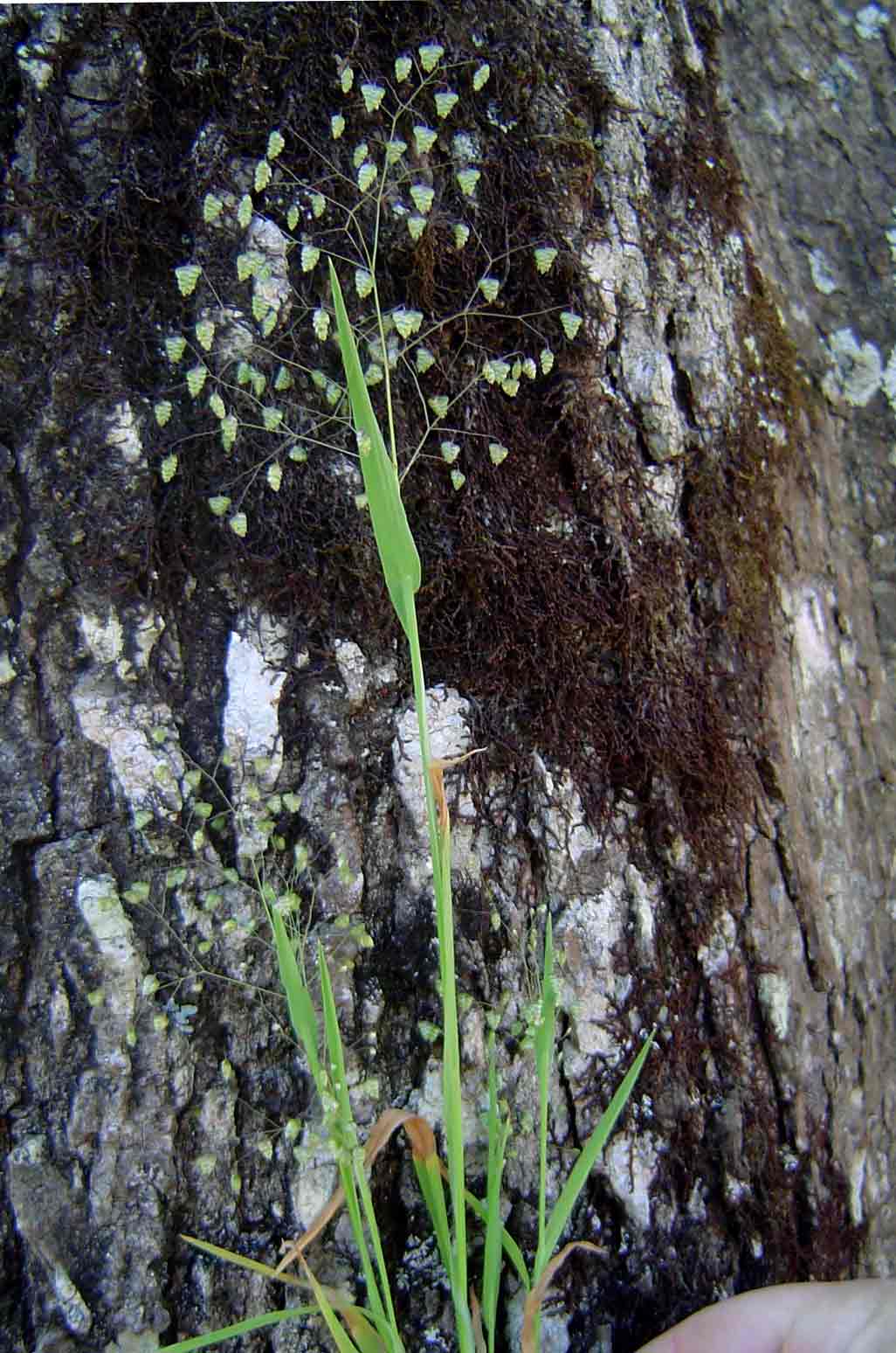 Briza minor