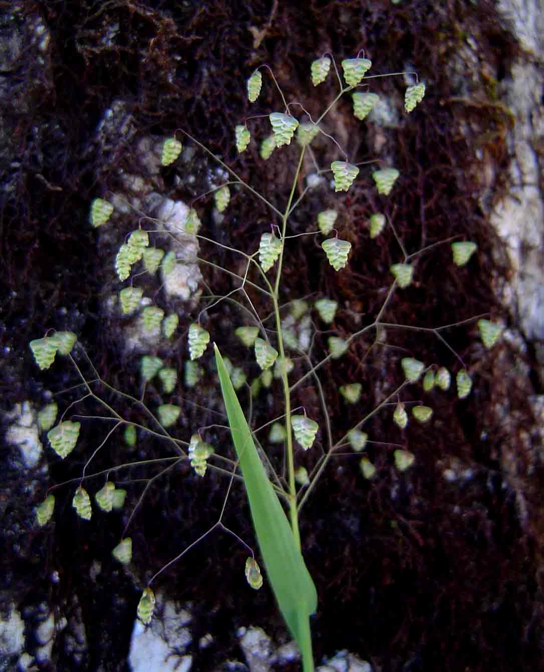 Briza minor