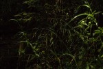 Bromus leptoclados