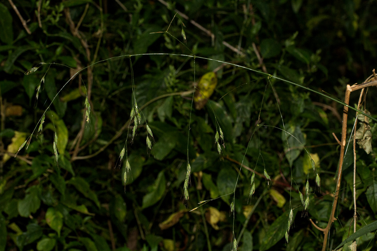Bromus leptoclados