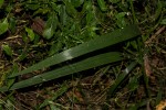 Bromus leptoclados