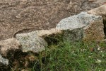 Aristida adscensionis