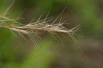 Aristida adscensionis