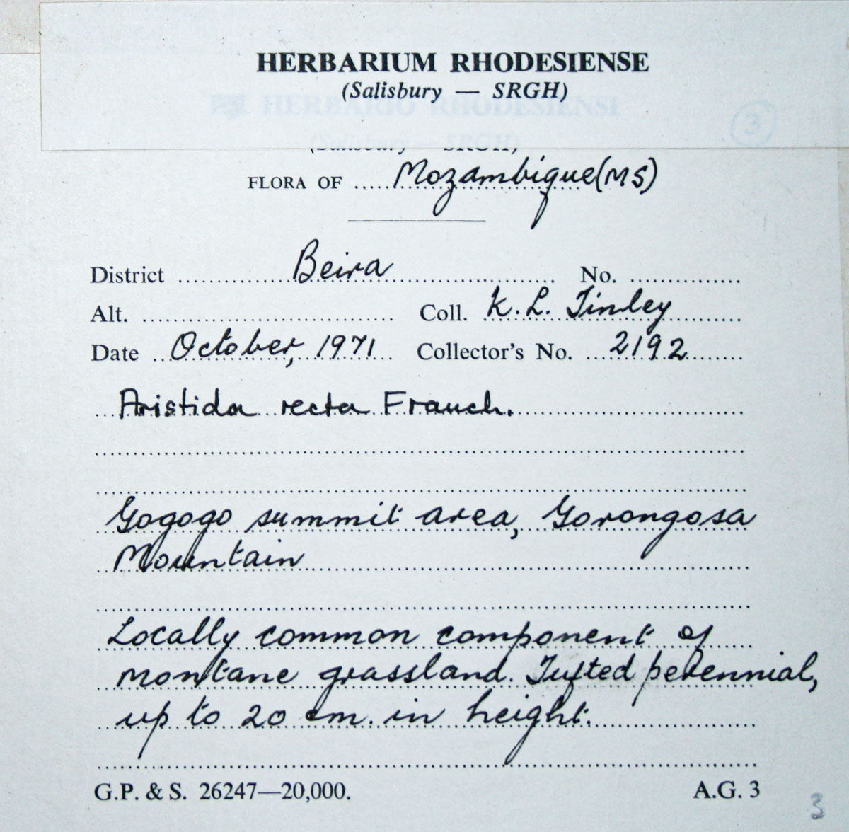 Aristida recta