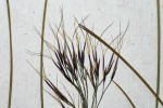 Aristida recta