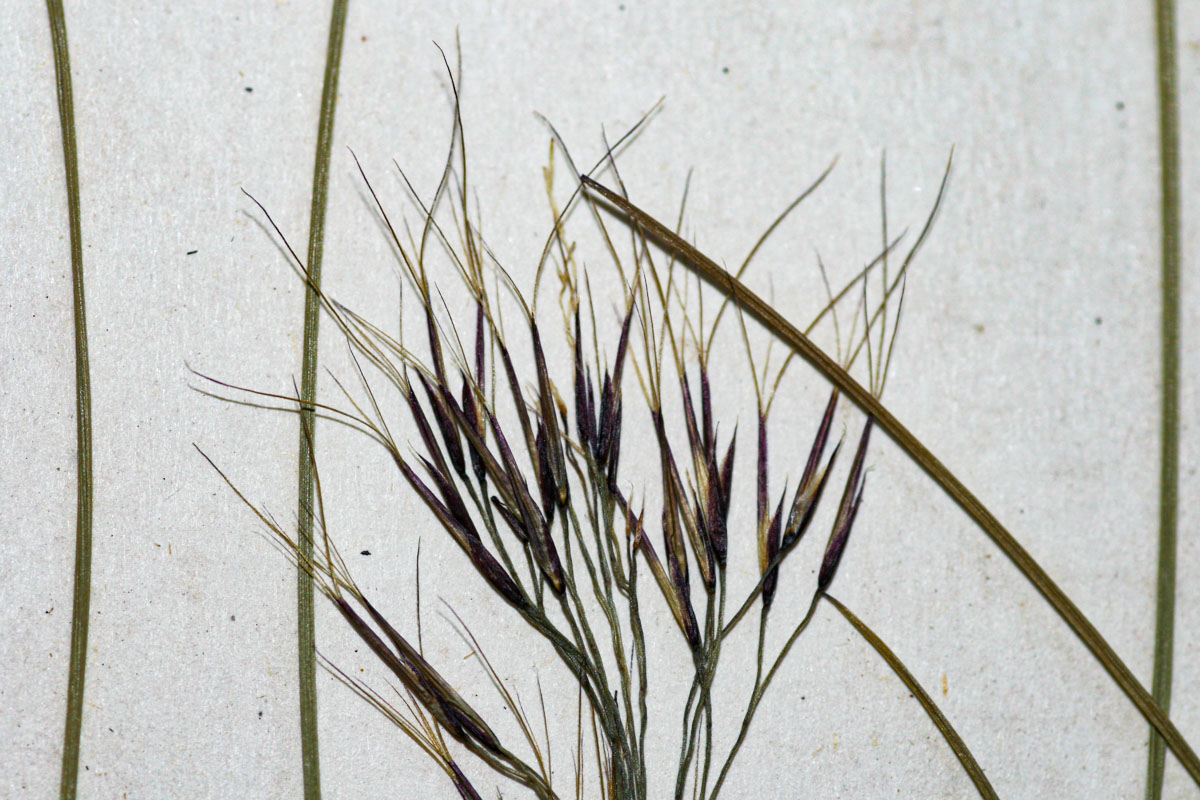 Aristida recta