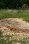 Eragrostis aethiopica