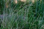 Eragrostis capensis
