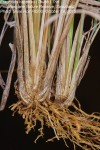Eragrostis capensis