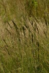 Eragrostis chapelieri