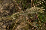 Eragrostis chapelieri