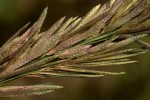 Eragrostis chapelieri