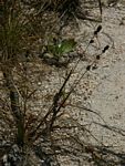 Eragrostis congesta