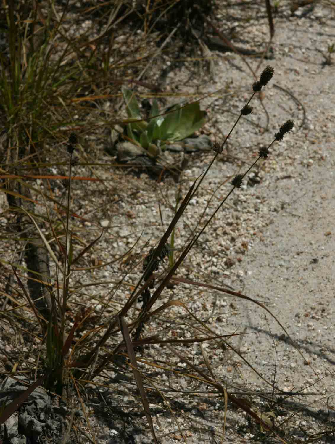 Eragrostis congesta