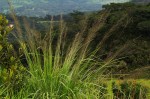 Eragrostis mollior