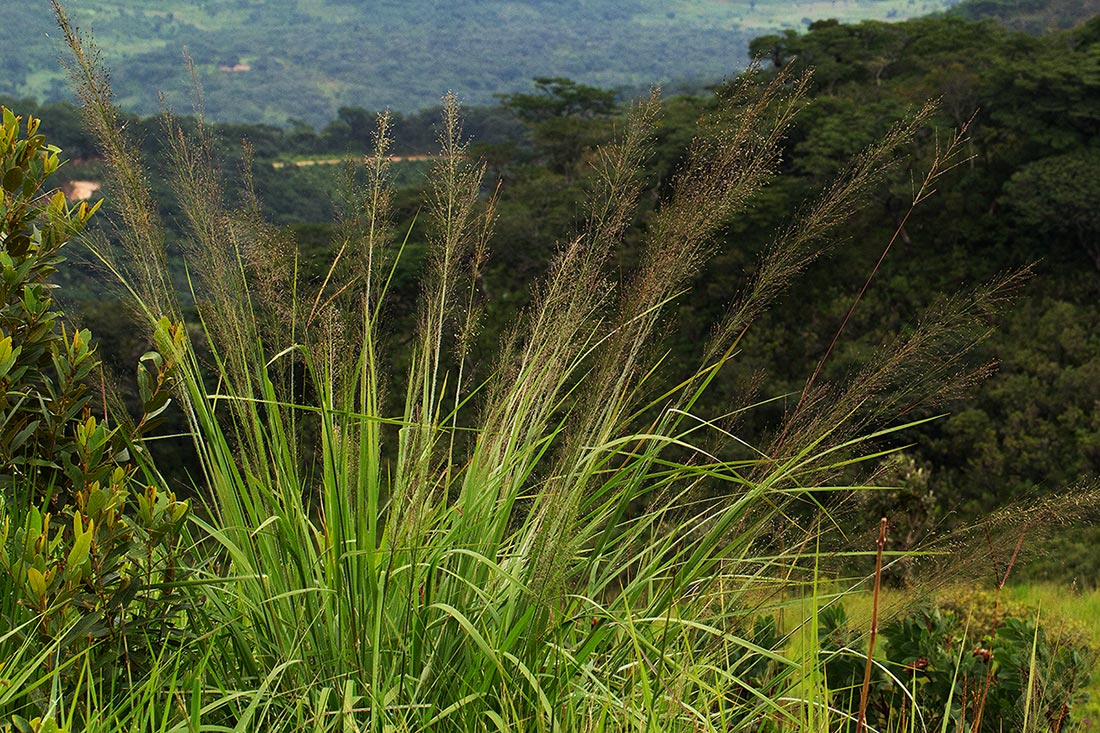 Eragrostis mollior
