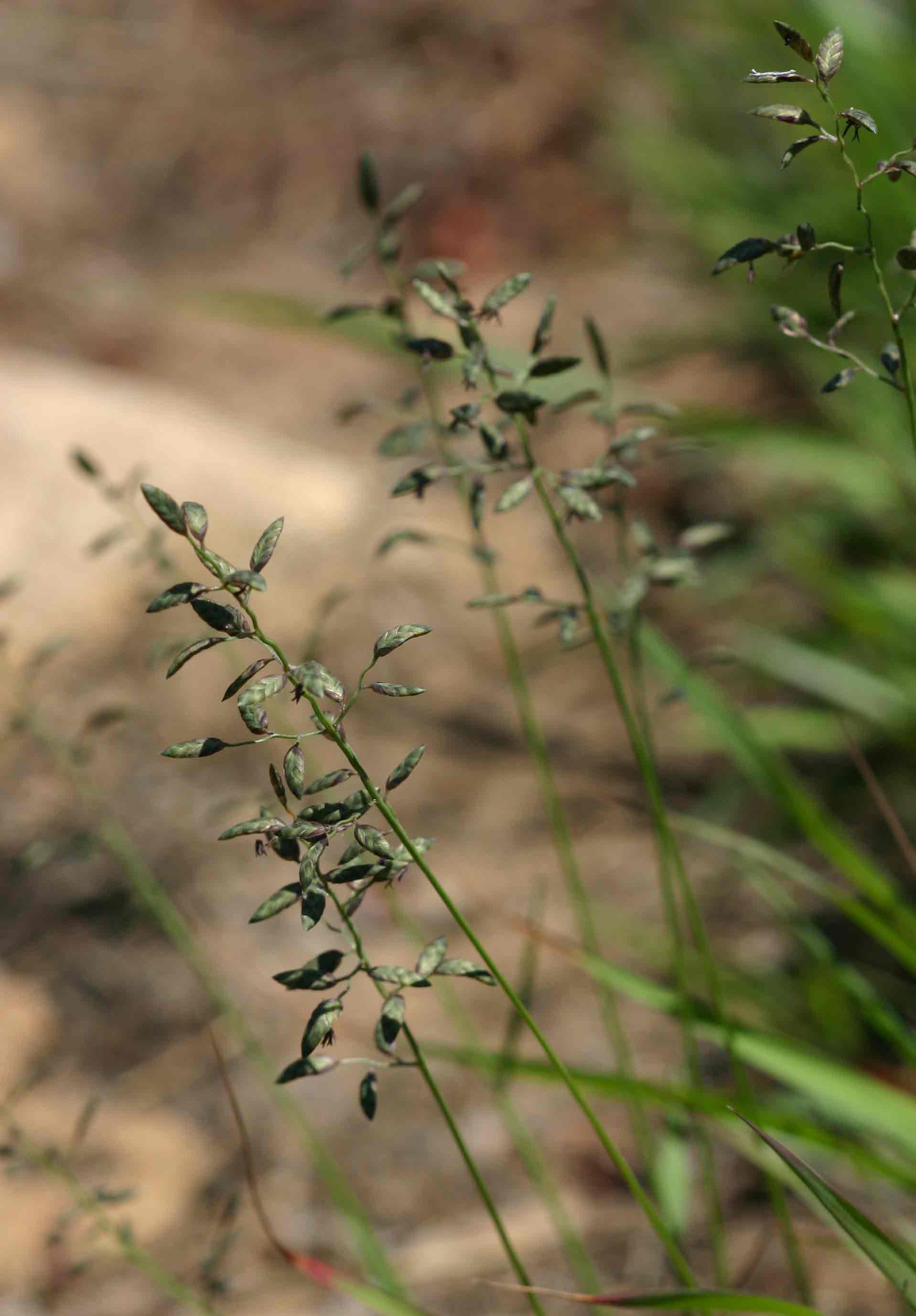 Eragrostis racemosa