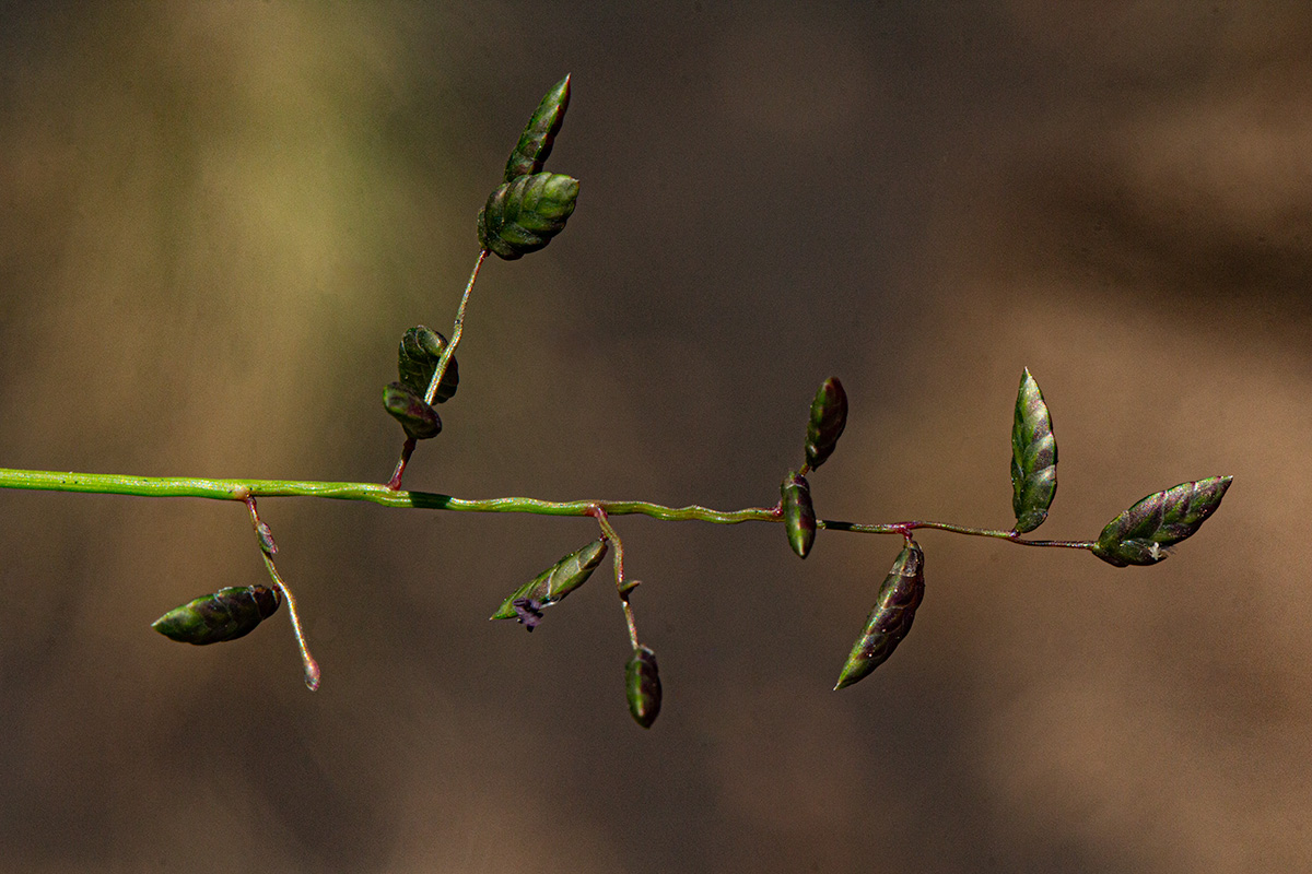 Eragrostis volkensii