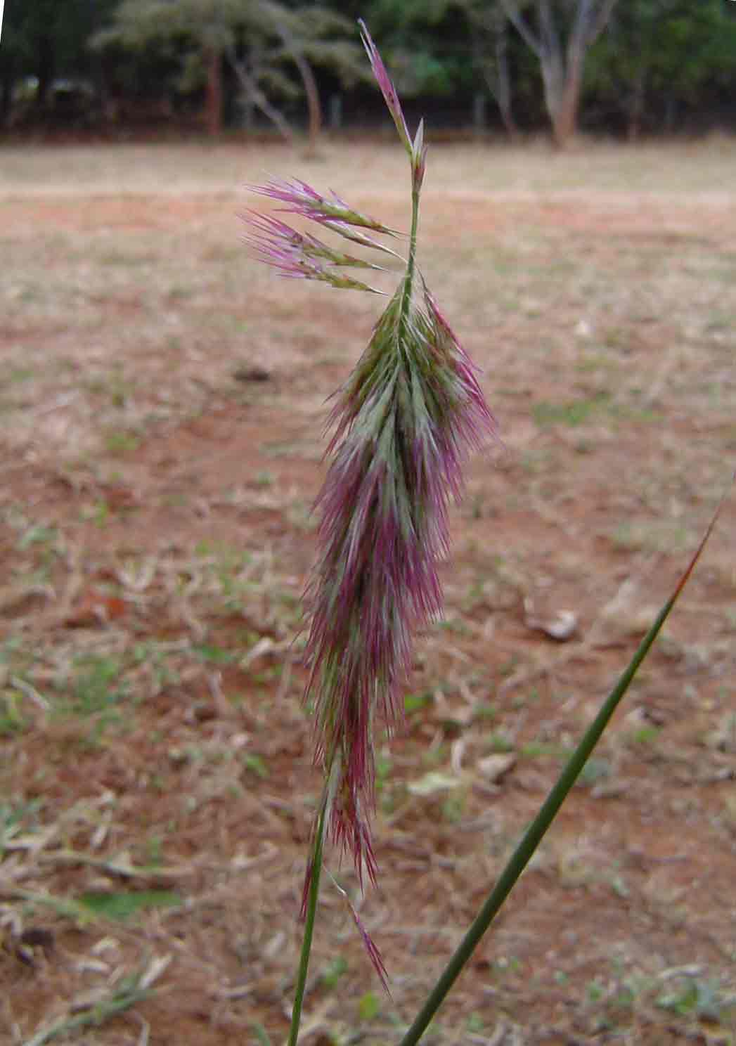 Harpachne schimperi