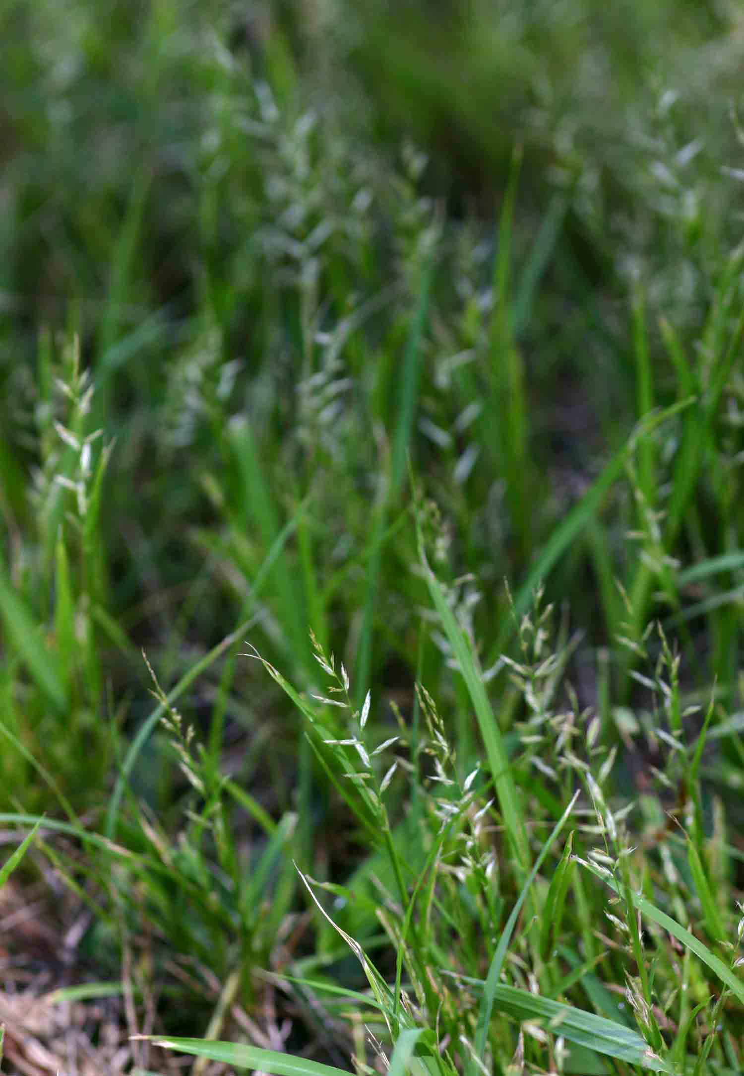 Sporobolus molleri