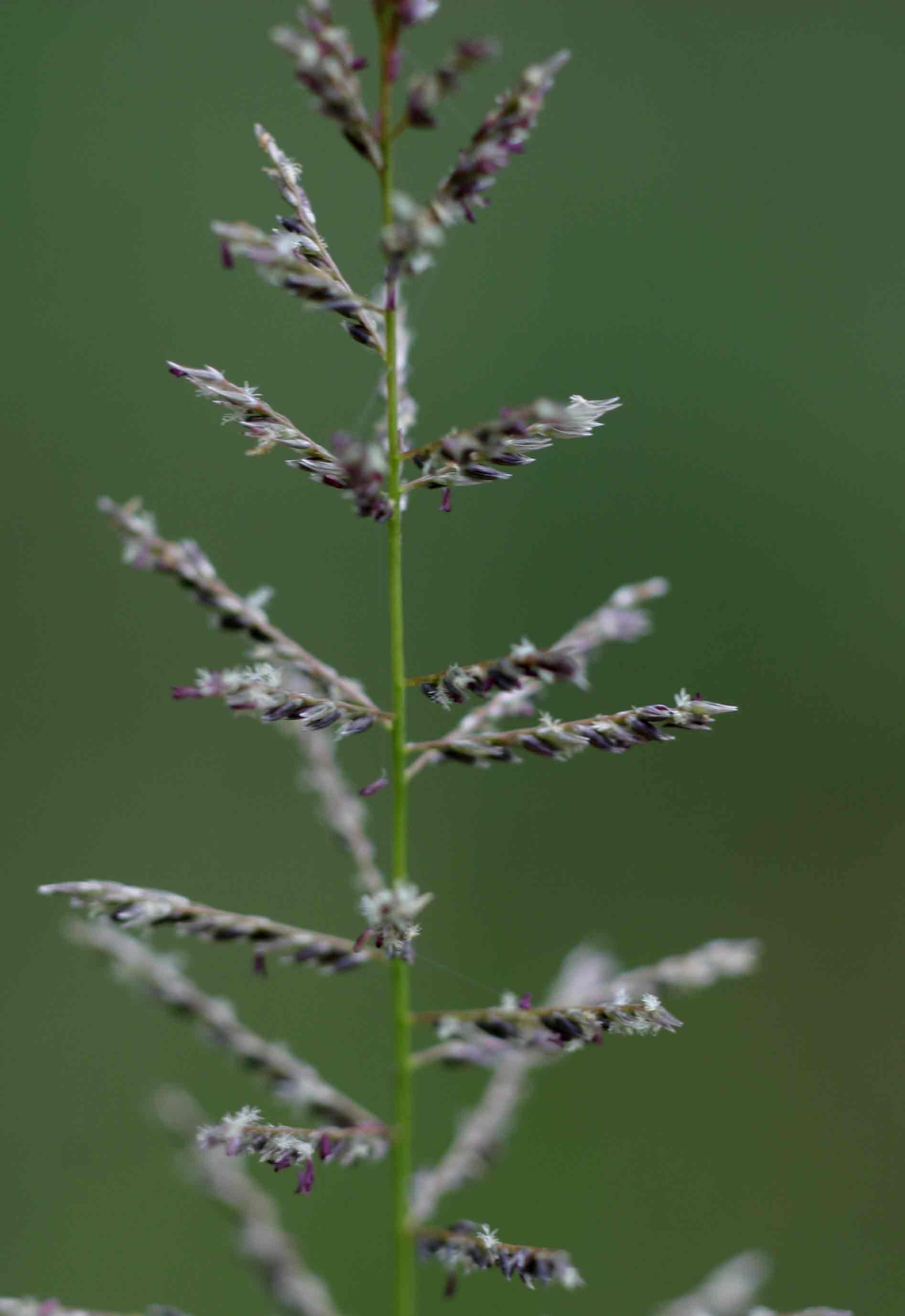Sporobolus pyramidalis