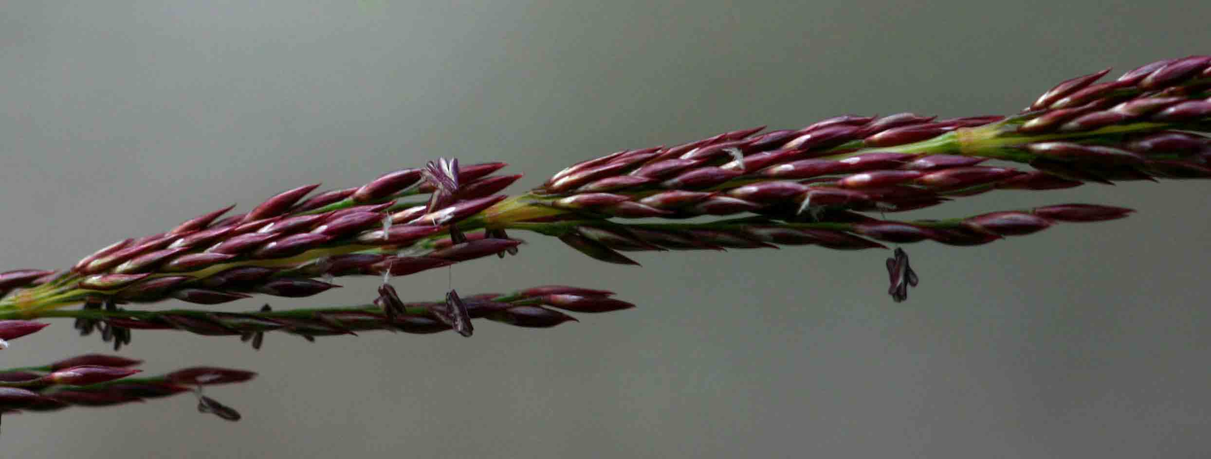 Sporobolus sanguineus