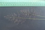 Sporobolus stapfianus